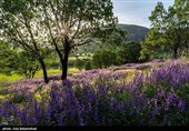 Равнина фиолетовых цветов в районе Герит (Хоррамабад)