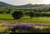 Равнина фиолетовых цветов в районе Герит (Хоррамабад)