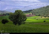 Равнина фиолетовых цветов в районе Герит (Хоррамабад)