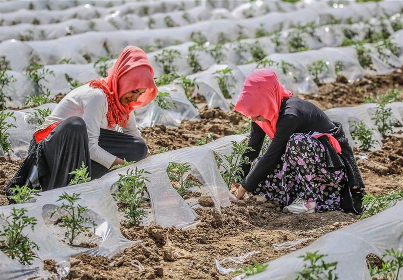 سناریوهای جهانی بحران غذا و مزیت از دست رفته ترکیه