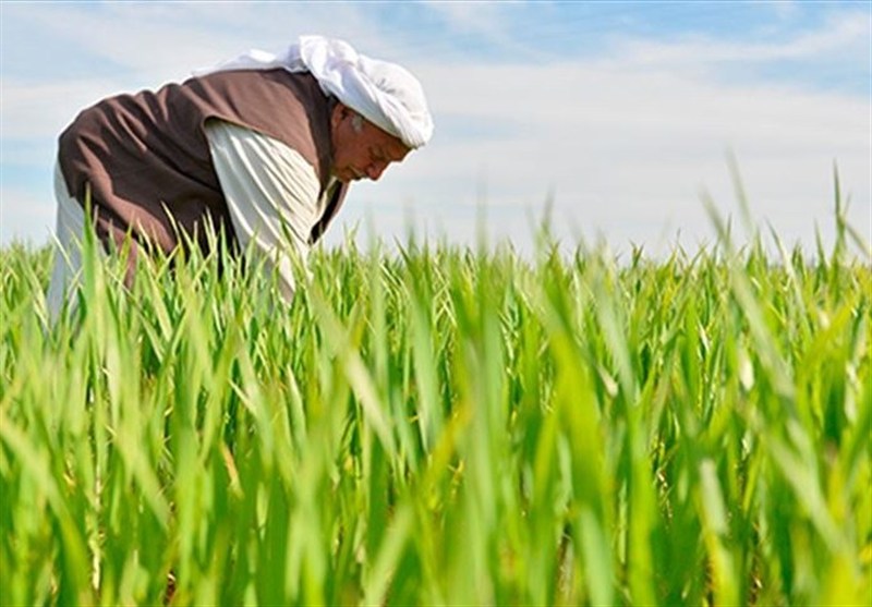 کشور ترکیه , کشاورزی , 
