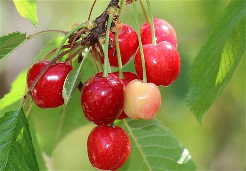 کشور ترکیه , کشاورزی , 