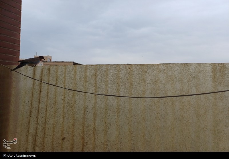 روایتی جالب از زندگی در یک بالکن/قمری کوچکی که آرام نفس می‌کشد+تصویر