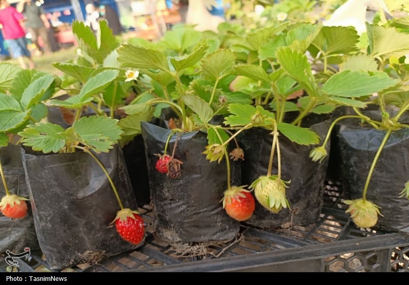 اخبار رشت , اخبار استان گیلان , کشاورزی ,