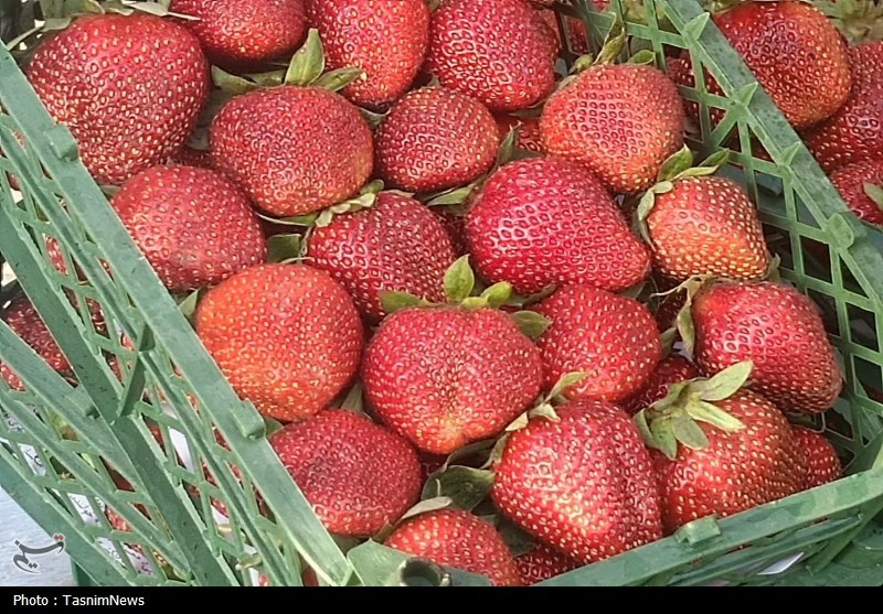 اخبار رشت , اخبار استان گیلان , کشاورزی ,