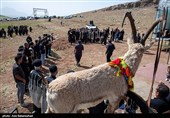 مراسم سنتی کتل عزا در الیگودرز - لرستان