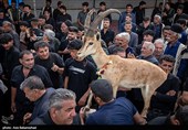 مراسم سنتی عزای کَتَل در شهرستان الیگودرز؛ آیینی ریشه‌دار در فرهنگ عشایر بختیاری که برای بزرگ‌مردان، کدخدایان و ریش‌سفیدان ایل برگزار می‌شود. این مراسم نمادی از احترام، وفاداری و پاسداشت جایگاه کسانی است که عمر خود را در خدمت به مردم و ایل سپری کرده‌اند.