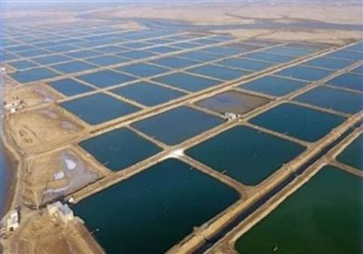 استان بوشهرپیشران امنیت غذایی دریایی کشور است