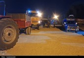 41 همت از مطالبات گندمکاران پرداخت شد