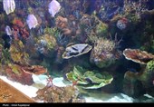 گزارش تصویری| تماشای ماهی‌ها از دل 40 متری تونل شیشه‌ای