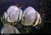 گزارش تصویری| تماشای ماهی‌ها از دل 40 متری تونل شیشه‌ای