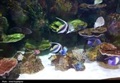 گزارش تصویری| تماشای ماهی‌ها از دل 40 متری تونل شیشه‌ای