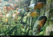 گزارش تصویری| تماشای ماهی‌ها از دل 40 متری تونل شیشه‌ای