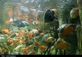 گزارش تصویری| تماشای ماهی‌ها از دل 40 متری تونل شیشه‌ای