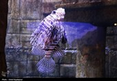 گزارش تصویری| تماشای ماهی‌ها از دل 40 متری تونل شیشه‌ای