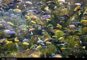 گزارش تصویری| تماشای ماهی‌ها از دل 40 متری تونل شیشه‌ای
