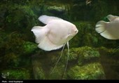 گزارش تصویری| تماشای ماهی‌ها از دل 40 متری تونل شیشه‌ای