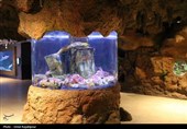 گزارش تصویری| تماشای ماهی‌ها از دل 40 متری تونل شیشه‌ای