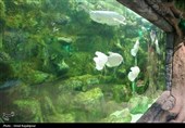 گزارش تصویری| تماشای ماهی‌ها از دل 40 متری تونل شیشه‌ای