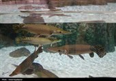 گزارش تصویری| تماشای ماهی‌ها از دل 40 متری تونل شیشه‌ای