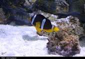 گزارش تصویری| تماشای ماهی‌ها از دل 40 متری تونل شیشه‌ای