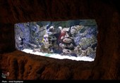 گزارش تصویری| تماشای ماهی‌ها از دل 40 متری تونل شیشه‌ای