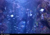 گزارش تصویری| تماشای ماهی‌ها از دل 40 متری تونل شیشه‌ای