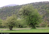 گزارش تصویری| درفک؛ بهشت پنهان رودبار در شکوفایی بهار