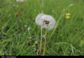 گزارش تصویری| درفک؛ بهشت پنهان رودبار در شکوفایی بهار