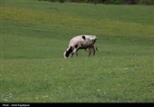 گزارش تصویری| درفک؛ بهشت پنهان رودبار در شکوفایی بهار