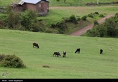 گزارش تصویری| درفک؛ بهشت پنهان رودبار در شکوفایی بهار