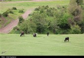 گزارش تصویری| درفک؛ بهشت پنهان رودبار در شکوفایی بهار