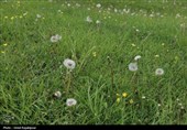 گزارش تصویری| درفک؛ بهشت پنهان رودبار در شکوفایی بهار