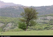 گزارش تصویری| درفک؛ بهشت پنهان رودبار در شکوفایی بهار