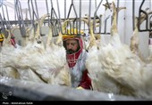 تور رسانه ای سازمان جهاد کشاورزی استان همدان