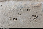 حیات وحش شاخص جزیره کبودان قوچ و میش ارمنی است. سایر گونه های حیات وحش نیز در جزیره زیست می کنند که از جمله مهمترین آنها مار افعی گرزه، کرکس مصری یا کرکس کوچک، کلاغ نوک ‌سرخ هستند.