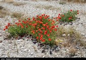 گونه های مهم گیاهی جزیره، درخت پسته وحشی (بنه) و سرو کوهی (ارس) است.