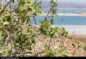 جزیره کبودان پارک ملی دریاچه ارومیه