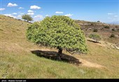 جزیره کبودان پارک ملی دریاچه ارومیه