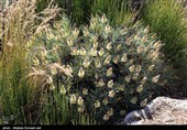 جزیره کبودان پارک ملی دریاچه ارومیه