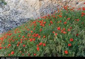 جزیره کبودان پارک ملی دریاچه ارومیه