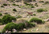 حیات وحش شاخص جزیره کبودان قوچ و میش ارمنی است. سایر گونه های حیات وحش نیز در جزیره زیست می کنند که از جمله مهمترین آنها مار افعی گرزه، کرکس مصری یا کرکس کوچک، کلاغ نوک ‌سرخ هستند.