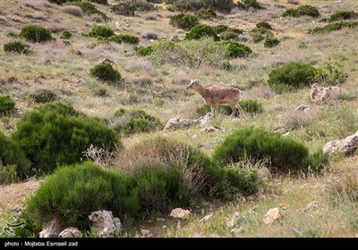 حیات وحش شاخص جزیره کبودان قوچ و میش ارمنی است. سایر گونه های حیات وحش نیز در جزیره زیست می کنند که از جمله مهمترین آنها مار افعی گرزه، کرکس مصری یا کرکس کوچک، کلاغ نوک ‌سرخ هستند.