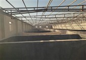 احداث مرکز تکثیر میگو در دیلم با ظرفیت 100 میلیون قطعه بچه میگو