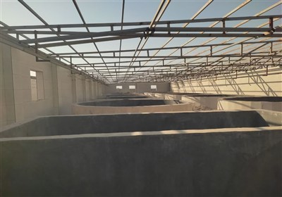 احداث مرکز تکثیر میگو در دیلم با ظرفیت 100 میلیون قطعه بچه میگو