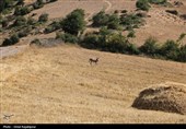 دیلمان؛ نگین کوهستان شرق گیلان در انتظار گردشگران