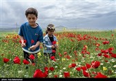 Долина маков в провинции Лорестан (Хоррамабад)