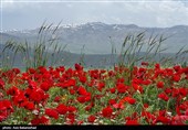 Долина маков в провинции Лорестан (Хоррамабад)