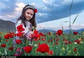 Долина маков в провинции Лорестан (Хоррамабад)
