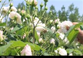 تولید گلاب‌ مرغوب‌تر از قمصر کاشان در شمال با گل‌محمدی سفید